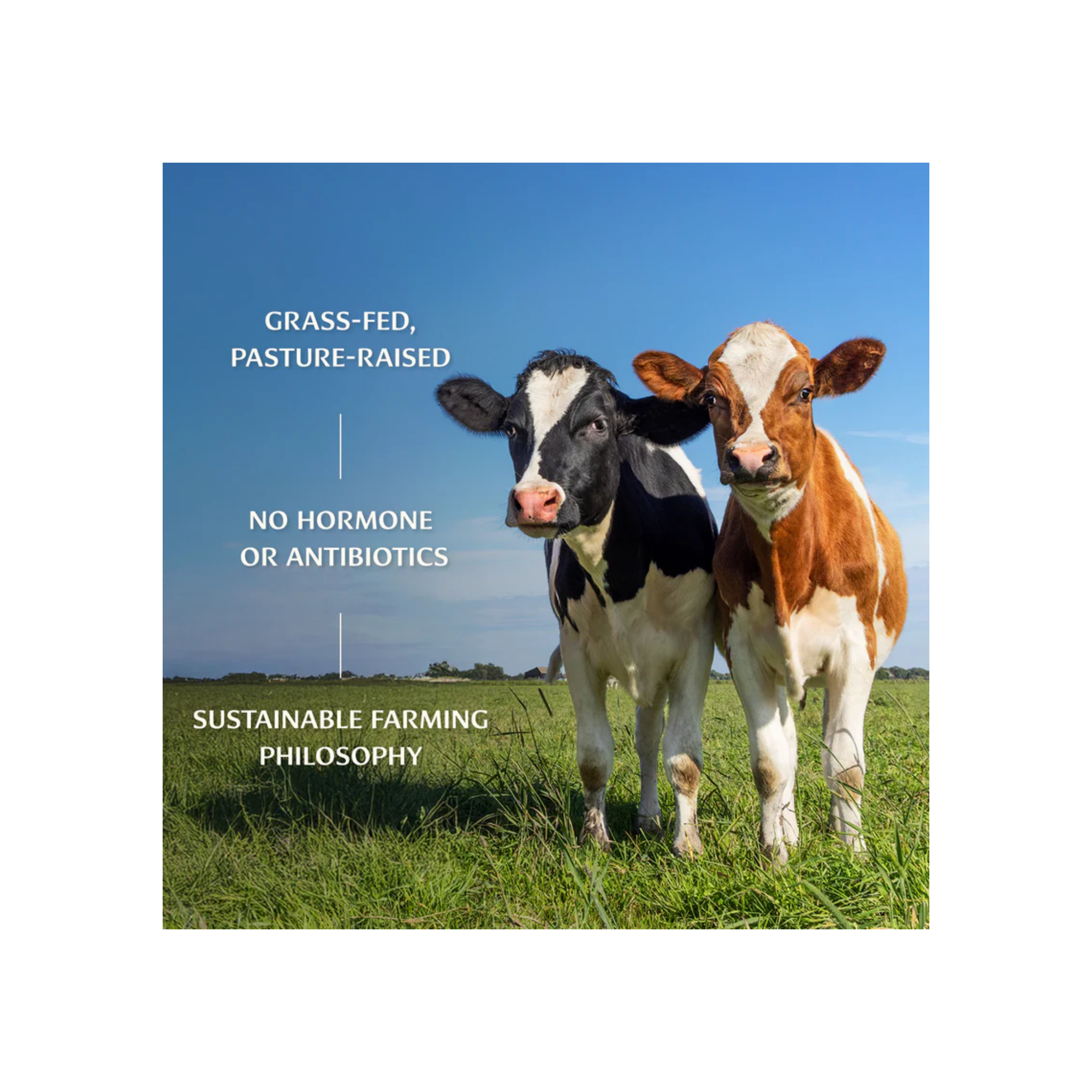 Sidha Soma Supreme Ashwagandha Ghee (7.5 oz) (Now Vital Strength Ghee)